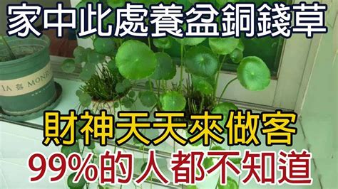 錢幣草風水|【銅錢草風水】教你四個擺放最佳位置 